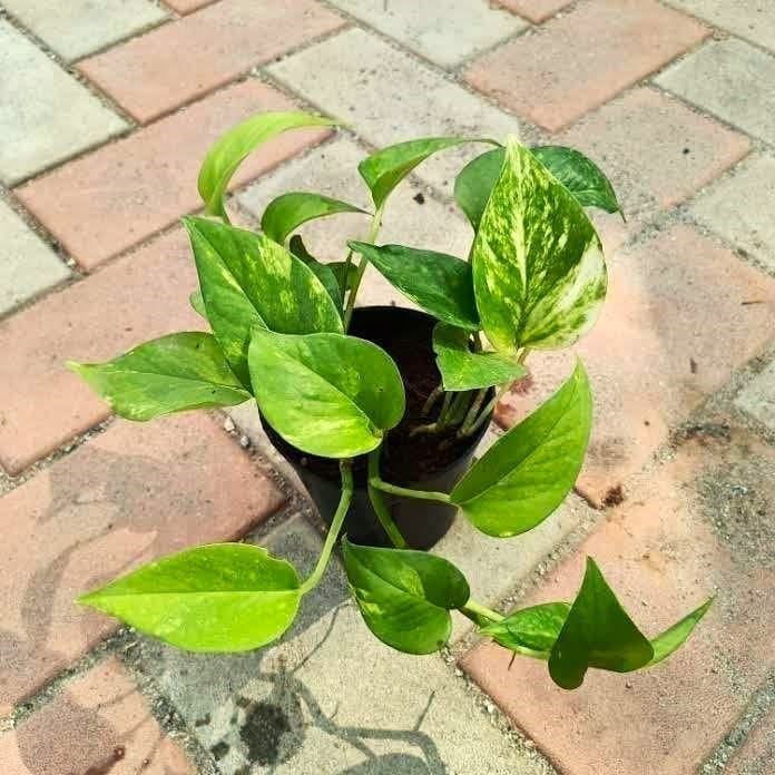 Money Plant Green in 4 Inch Nursery Pot Money Plant Green in 4 Inch Nursery Pot