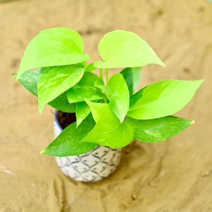 Buy Money Plant Golden in 4 Inch Creme Moroccan Art Printed Handcrafted Ceramic Pot Online | Urvann.com