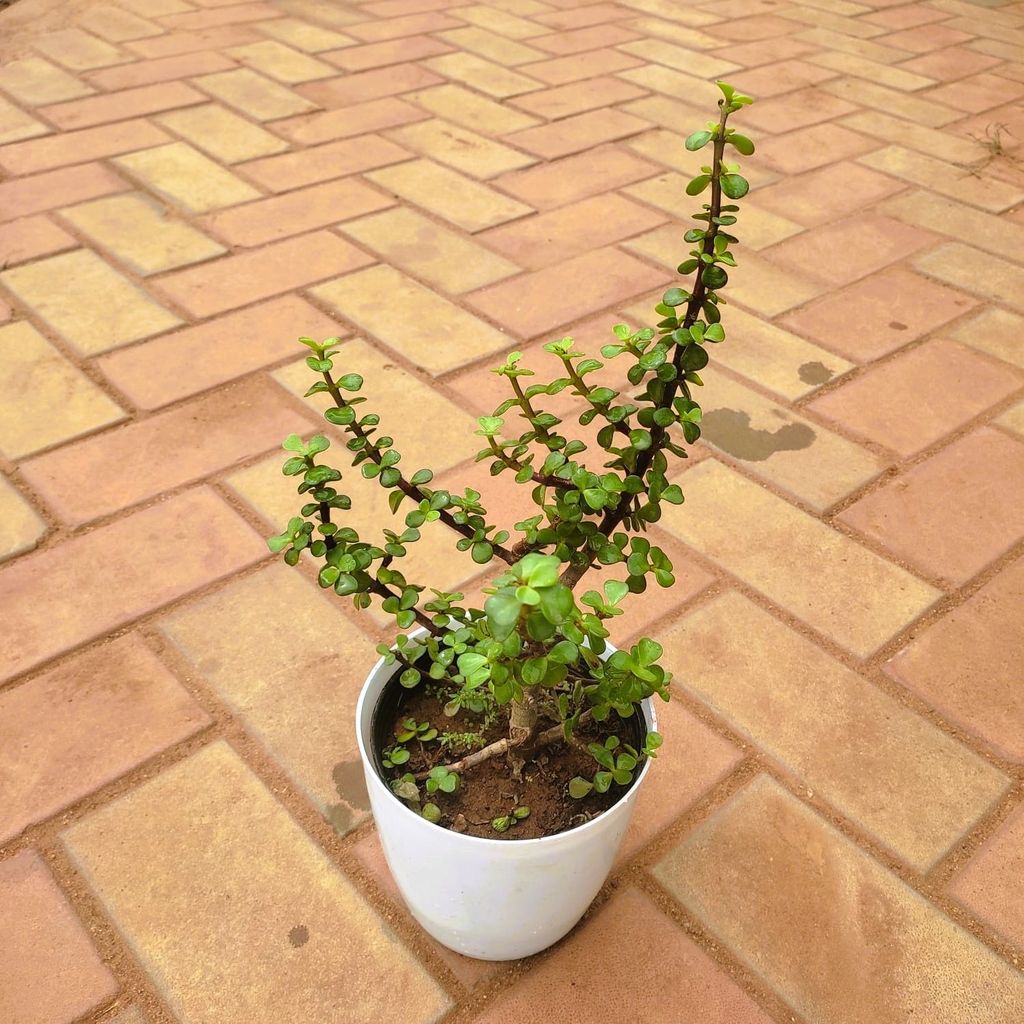 Buy Jade in 6 Inch Premium Plastic Pot (any colour) Online | Urvann.com Jade in 6 Inch Premium Plastic Pot (any colour)