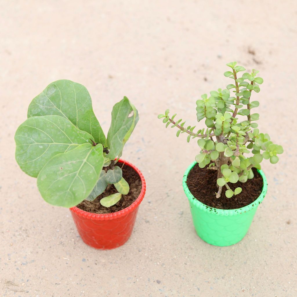 Set of 2 - Jade & Fiddle Leaf Fig / Ficus Lyrata in 4 inch Designer Ark Plastic Pot (any colour)