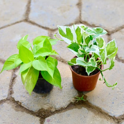 Buy Set of 2 - Money Plant (Golden & Variegated) in 4 Inch Nursery Pot Online | Urvann.com