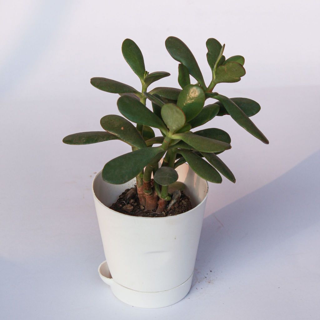 Crassula Ovata / Jade Big leaf in 4 Inch White Florence Self Watering Pot