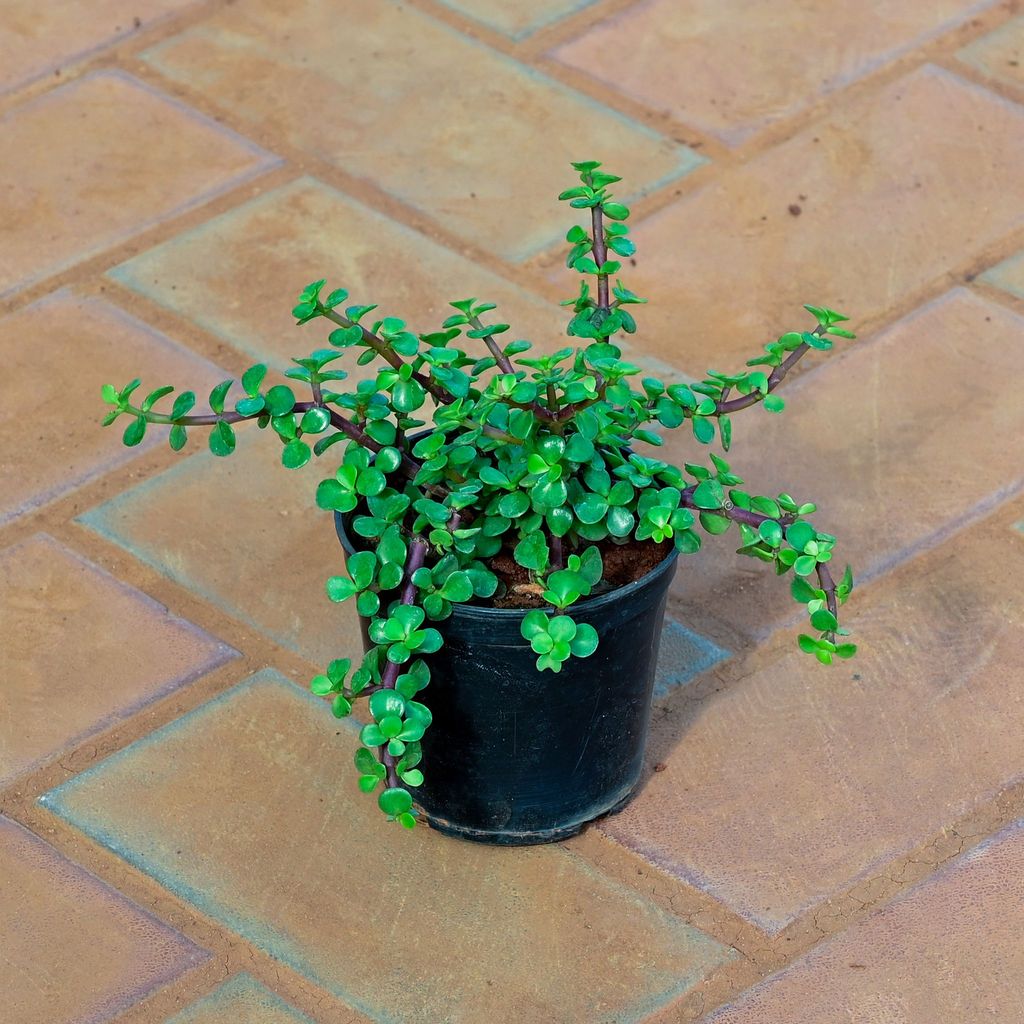 Buy Jade in 4 Inch Nursery Pot Online | Urvann.com Jade in 4 Inch Nursery Pot