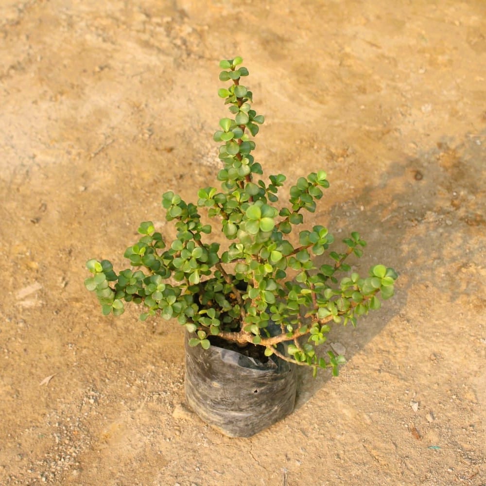 Buy Bangalory Jade in 4 Inch Nursery Bag Online | Urvann.com Bangalory Jade in 4 Inch Nursery Bag