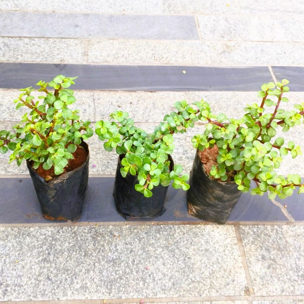 Buy Set of 3 - Jade in 3 Inch Nursery Bag in 5 Inch Nursery Bag Online | Urvann.com Set of 3 - Jade in 3 Inch Nursery Bag