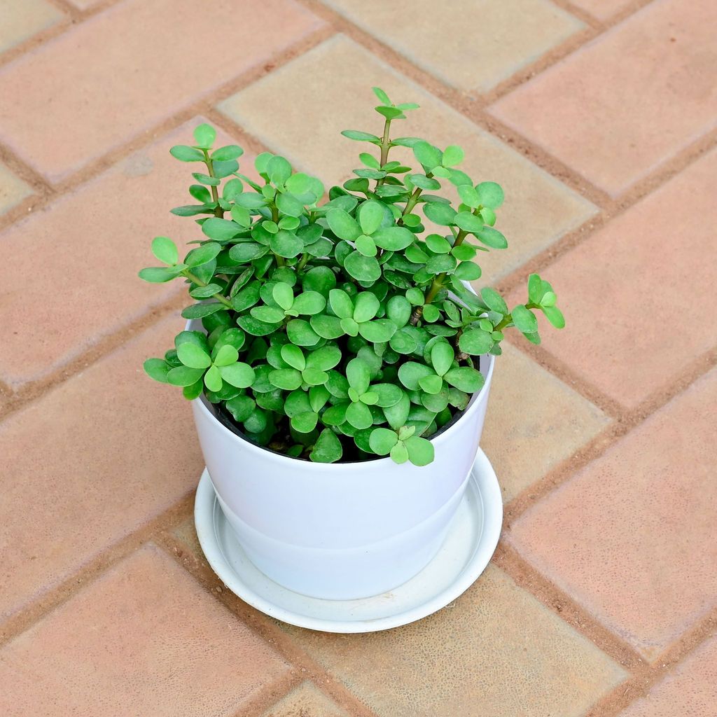 Buy Jade in 6 Inch White Premium Sphere Plastic Pot with Tray Online | Urvann.com Jade in 6 Inch White Premium Sphere Plastic Pot with Tray