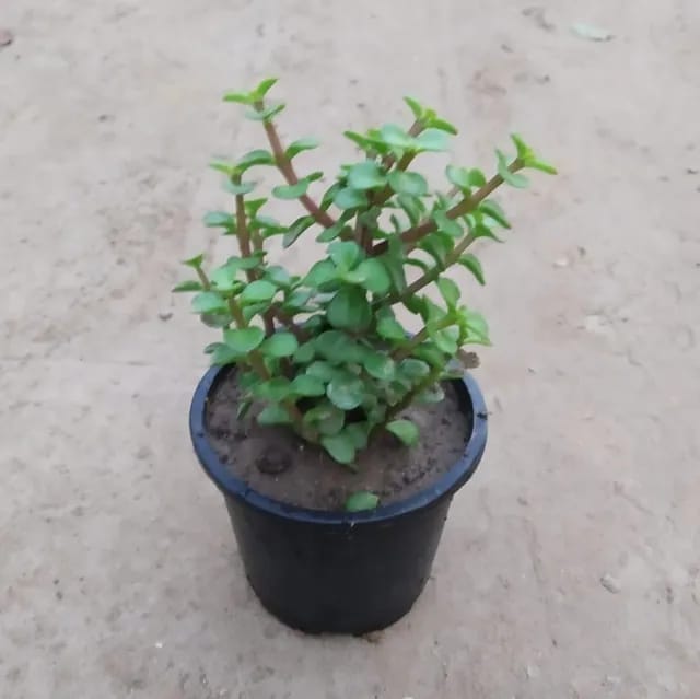 Jade Plant in 4 Inch Nursery Pot