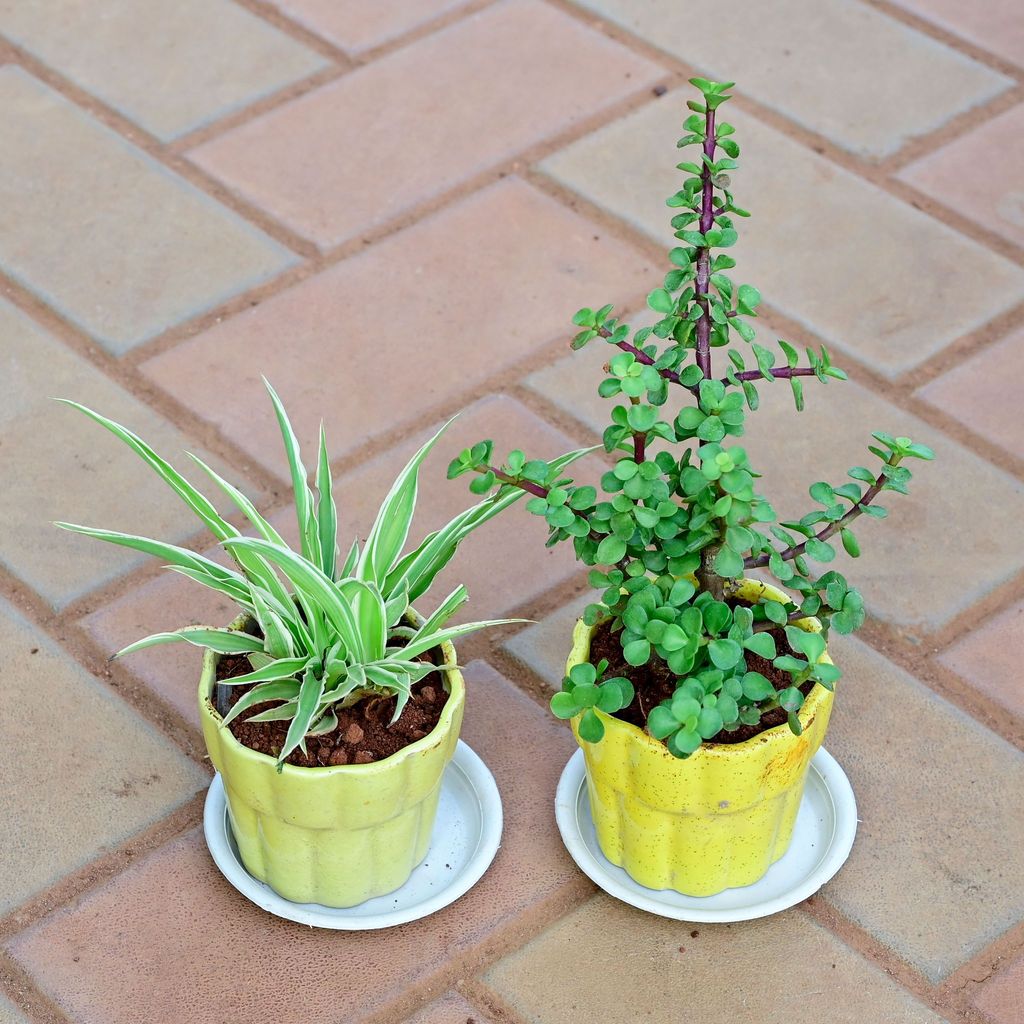 Buy Set of 2 - Spider & Jade in 3 Inch Yellow Collar Designer Ceramic Pot with Tray Online | Urvann.com Set of 2 - Spider & Jade in 3 Inch Any Colour Collar Designer Ceramic Pot with Tray
