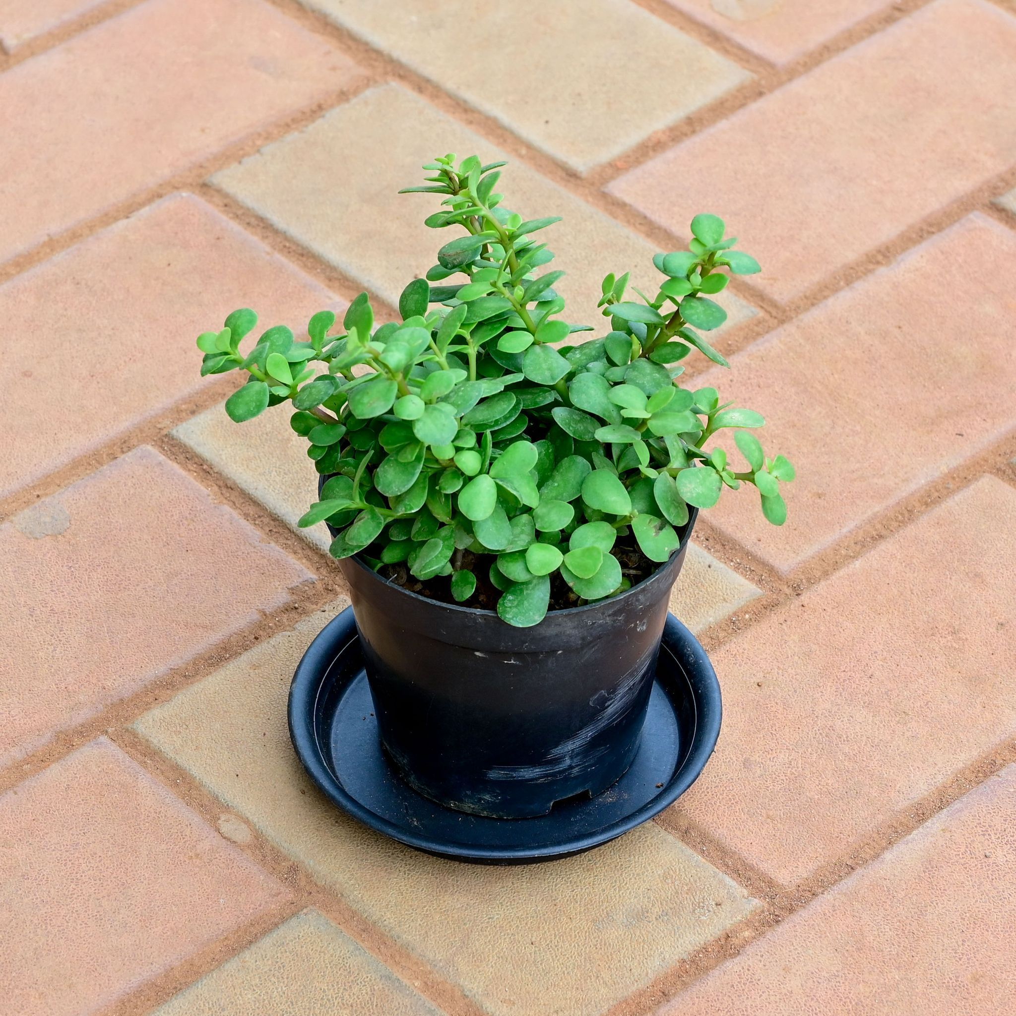 Jade in 5 Inch Nursery Pot with Tray