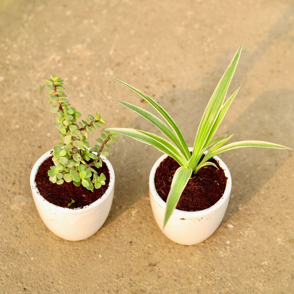 Buy Set of 2 - Jade & Spider in 4 Inch Classy White Cup Ceramic Pot Online | Urvann.com Set of 2 - Jade & Spider in 4 Inch Classy White Cup Ceramic Pot