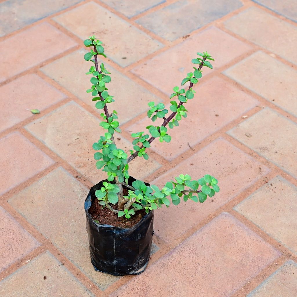 Jade in 4 Inch Nursery Bag