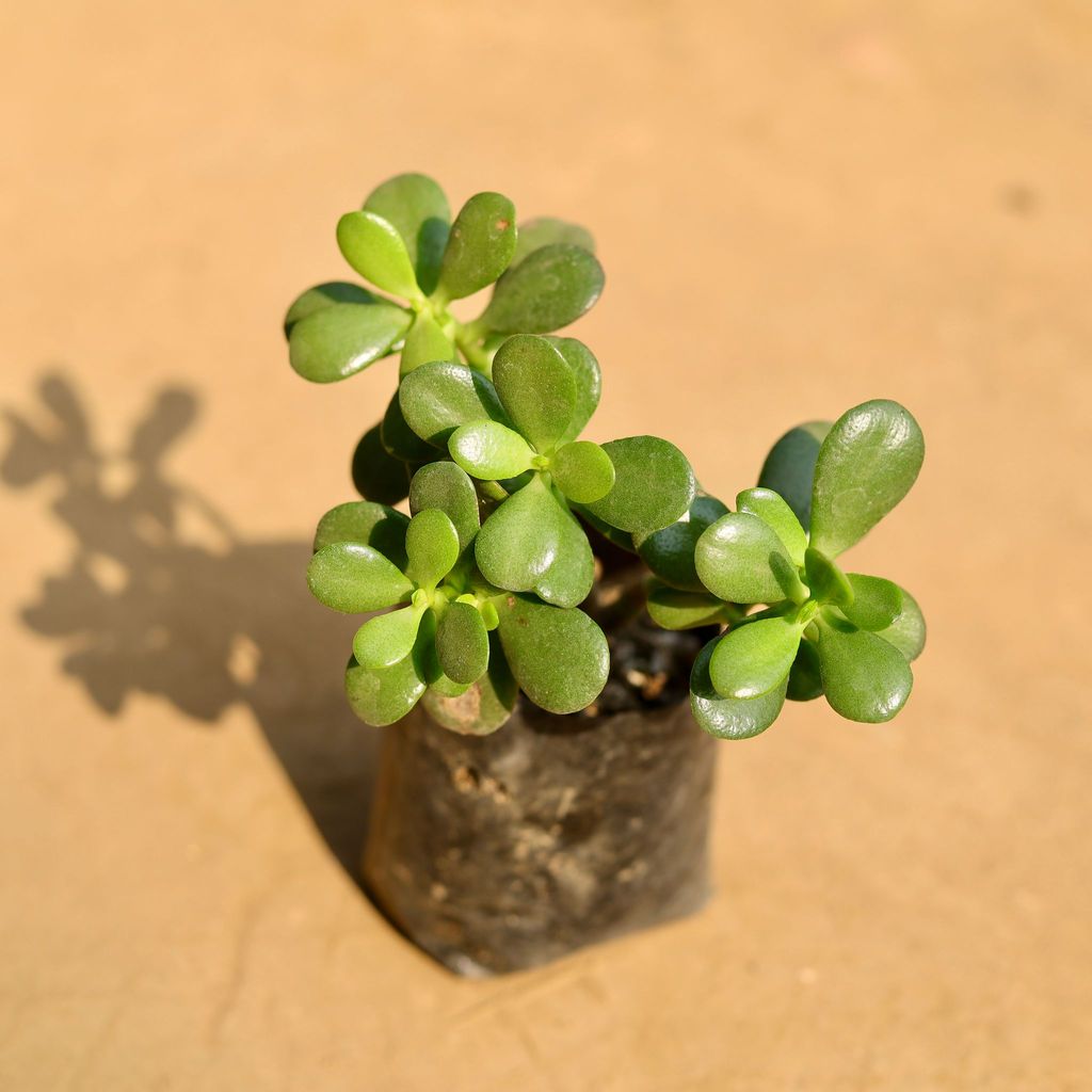 Jade Big Leaf in 4 Inch Nursery Bag