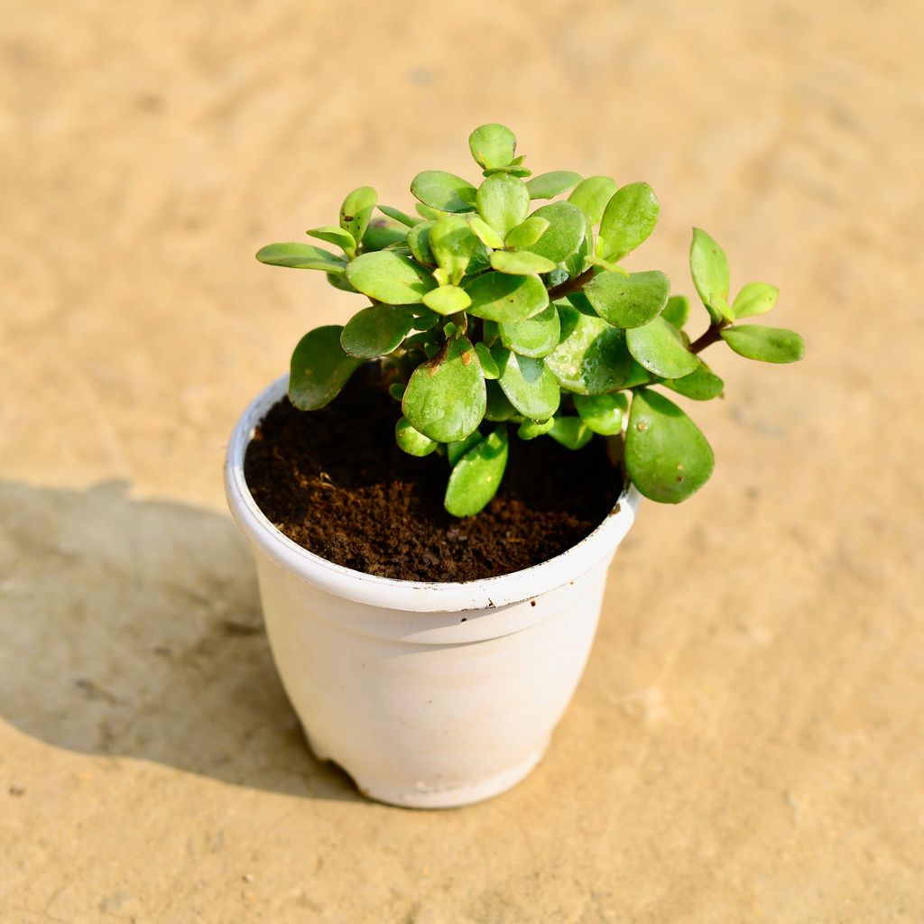 Buy English Jade in 4 Inch White Nursery Pot Online | Urvann.com English Jade in 4 Inch White Nursery Pot