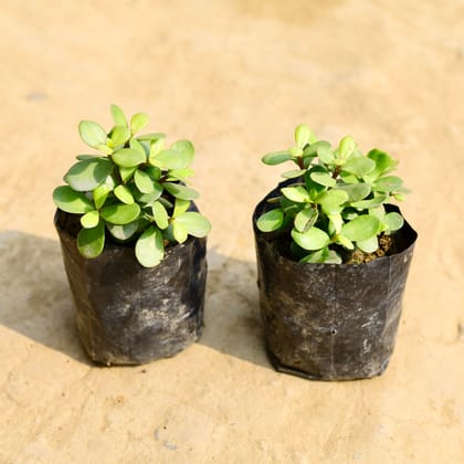 Buy Set of 2 - English Jade in 4 Inch Nursery Bag Online | Urvann.com