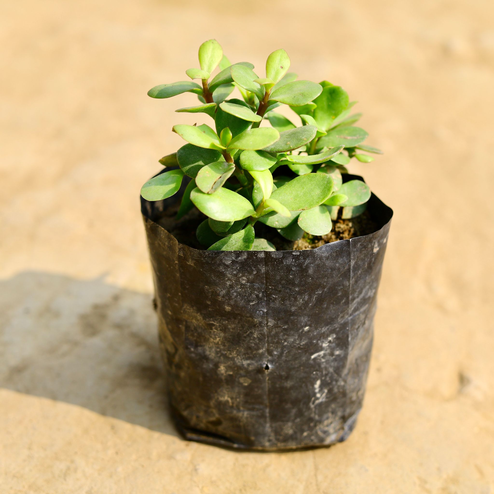 English Jade in 4 Inch Nursery Bag