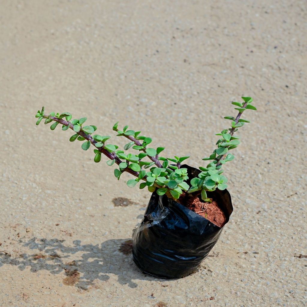 Buy Jade in 4 Inch Nursery Bag Online | Urvann.com Jade in 4 Inch Nursery Bag