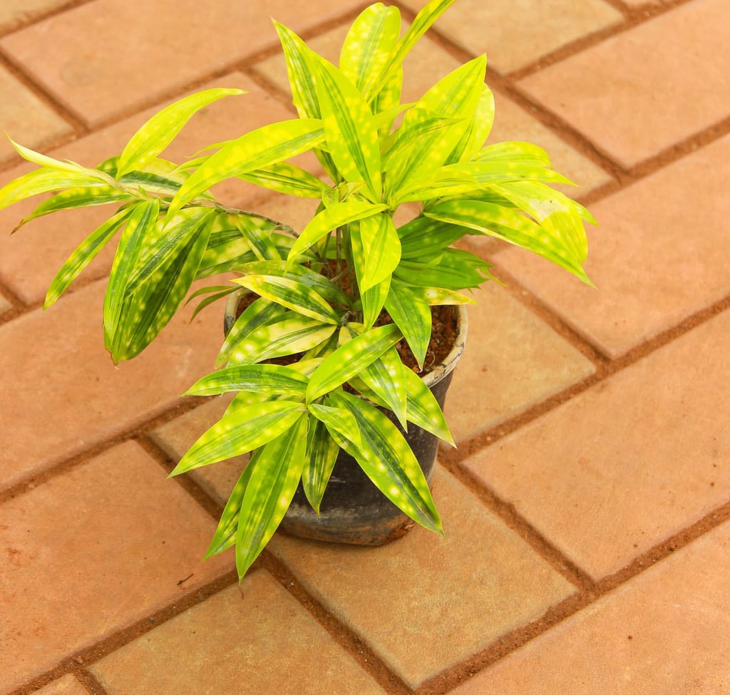 Buy Yellow Milky Bamboo in 4 Inch Nursery Pot Online | Urvann.com Yellow Milky Bamboo in 4 Inch Nursery Pot