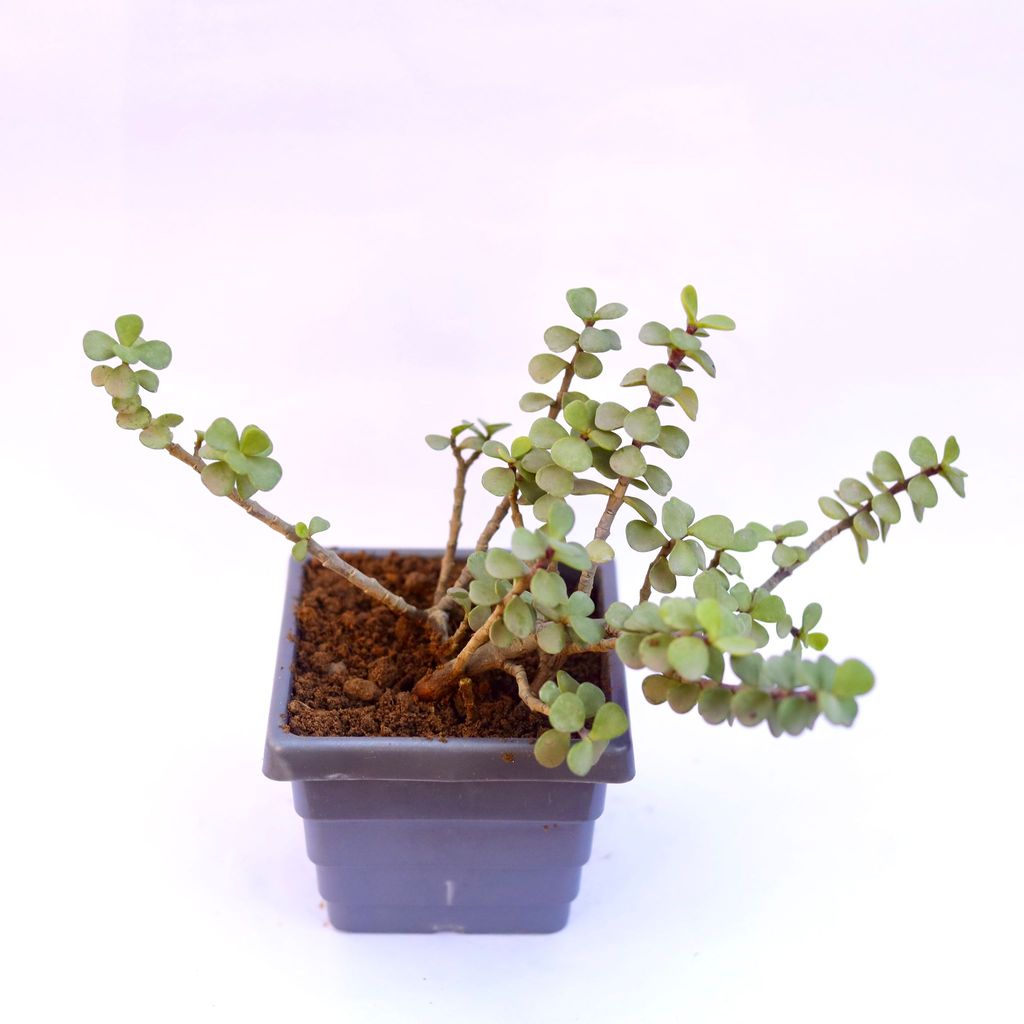 Buy Jade in 6 Inch Grey Premium Orchid Square Plastic Pot Online | Urvann.com Jade in 6 Inch Grey Premium Orchid Square Plastic Pot
