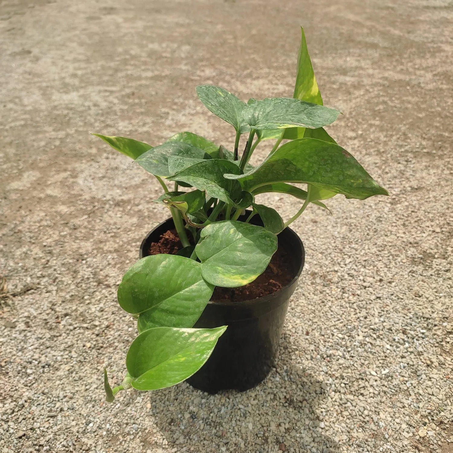 Money Plant Green in 5 Inch Nursery Pot