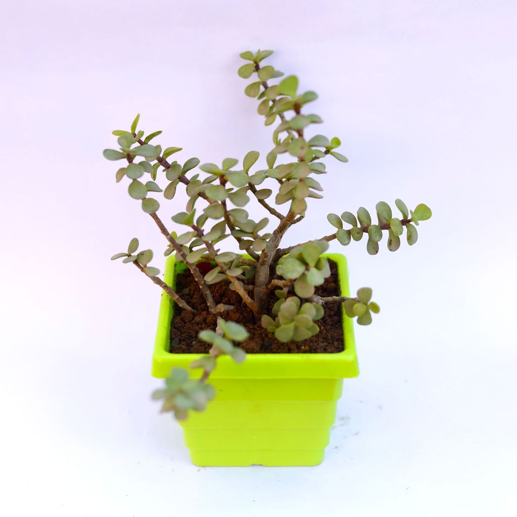 Jade in 6 Inch Green Premium Orchid Square Plastic Pot