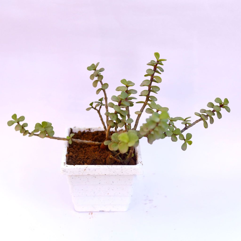 Jade in 6 Inch White Marble Premium Orchid Square Plastic Pot