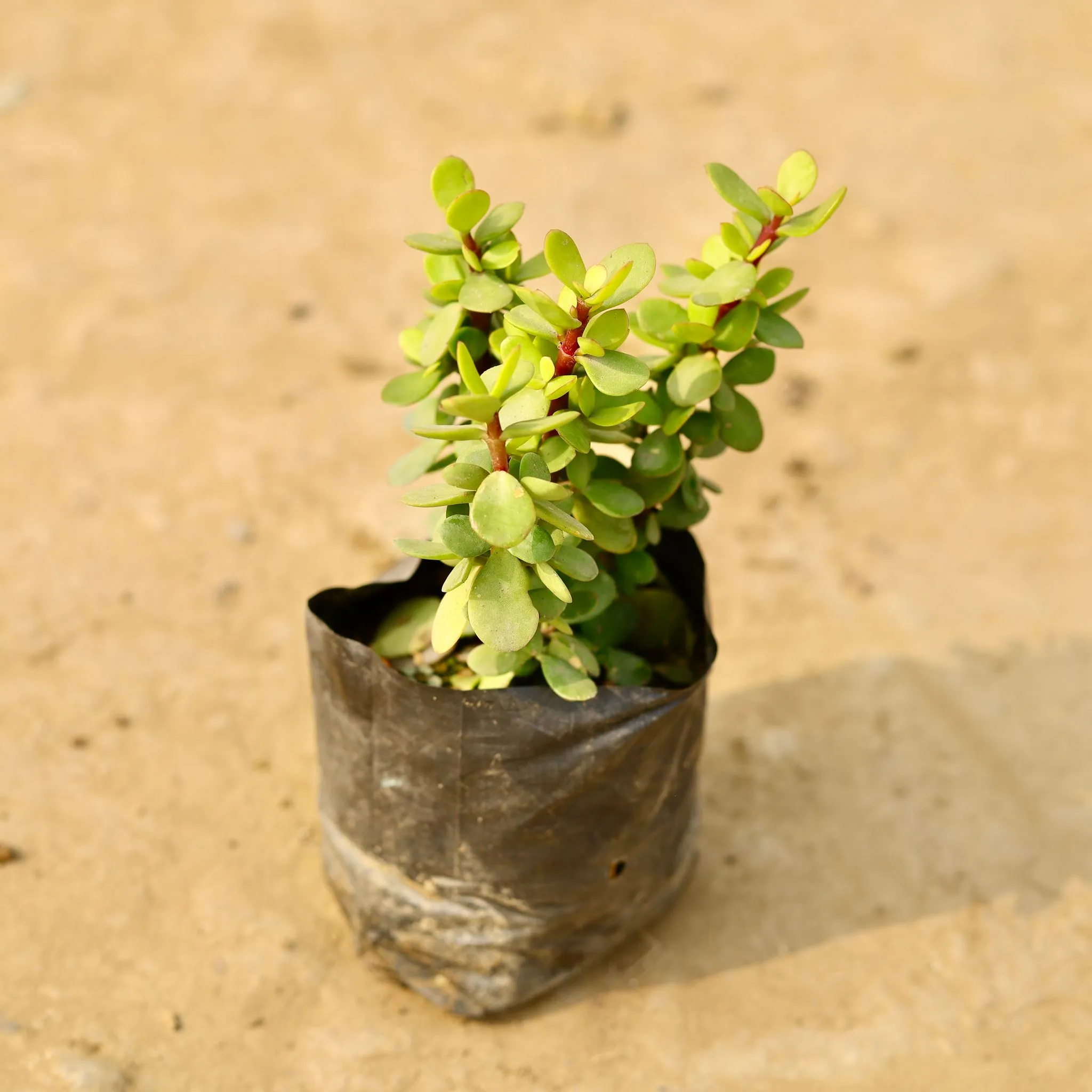 English Jade (any colour) in 4 Inch Nursery Bag