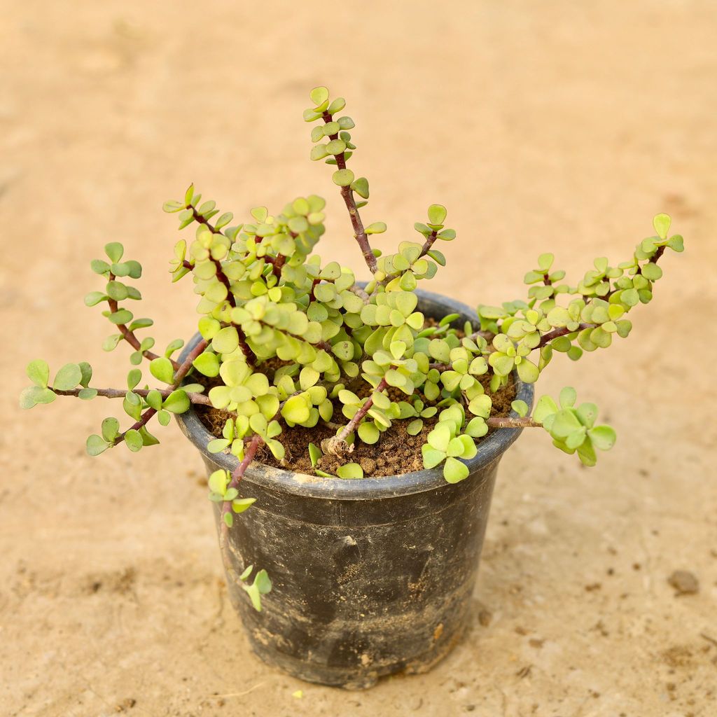 Jade Plant in 6 Inch Nursery Pot