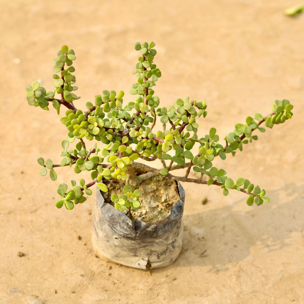 Buy Jade Plant in 4 Inch Nursery Bag Online | Urvann.com Jade Plant in 4 Inch Nursery Bag