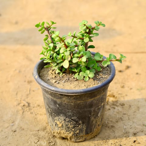 Jade in 4 Inch Nursery Pot