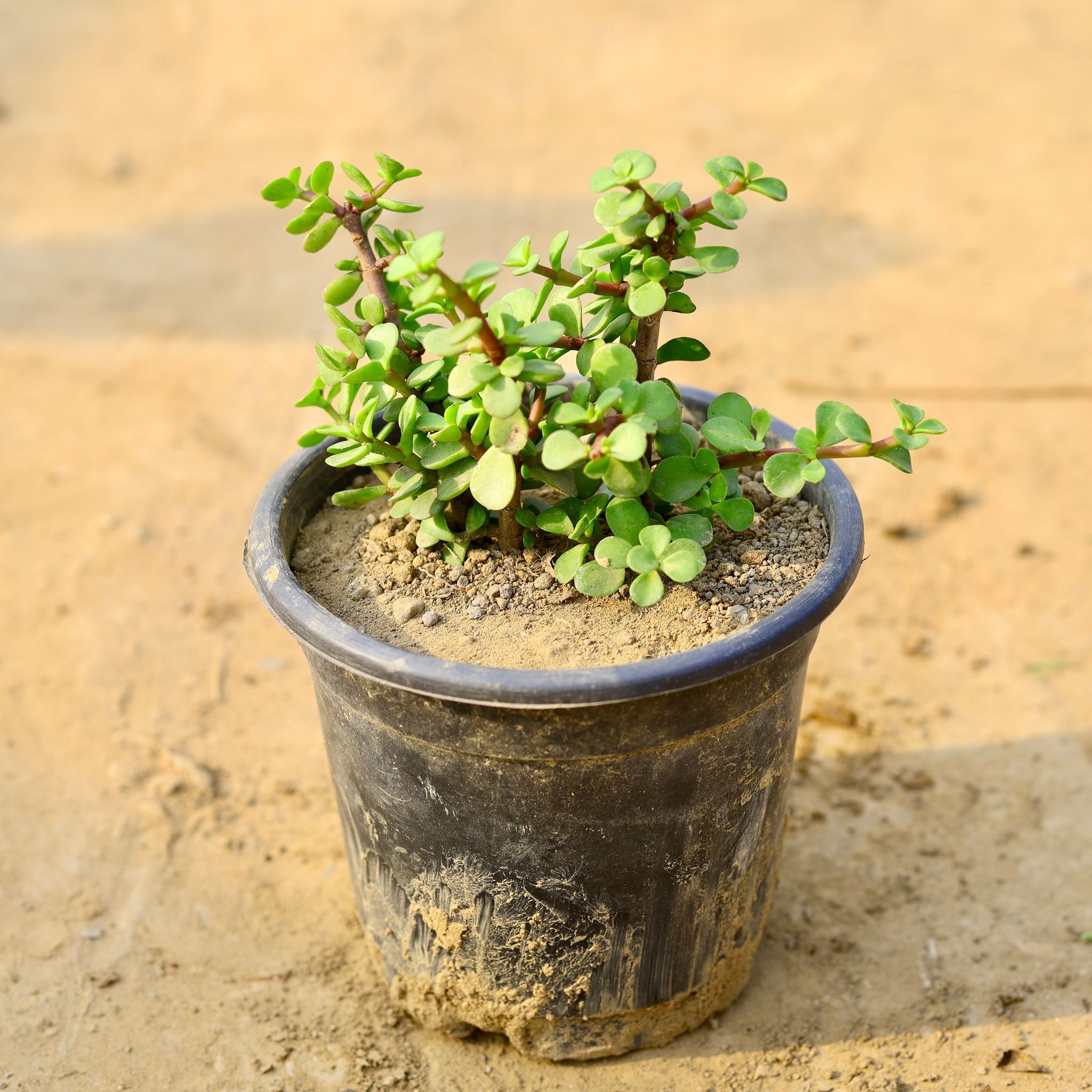 Jade in 4 Inch Nursery Pot