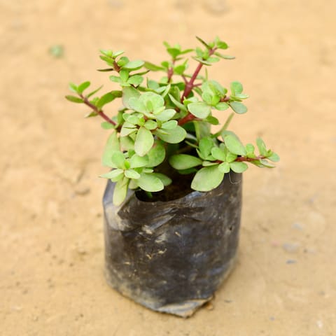 Jade in 4 Inch Nursery Bag