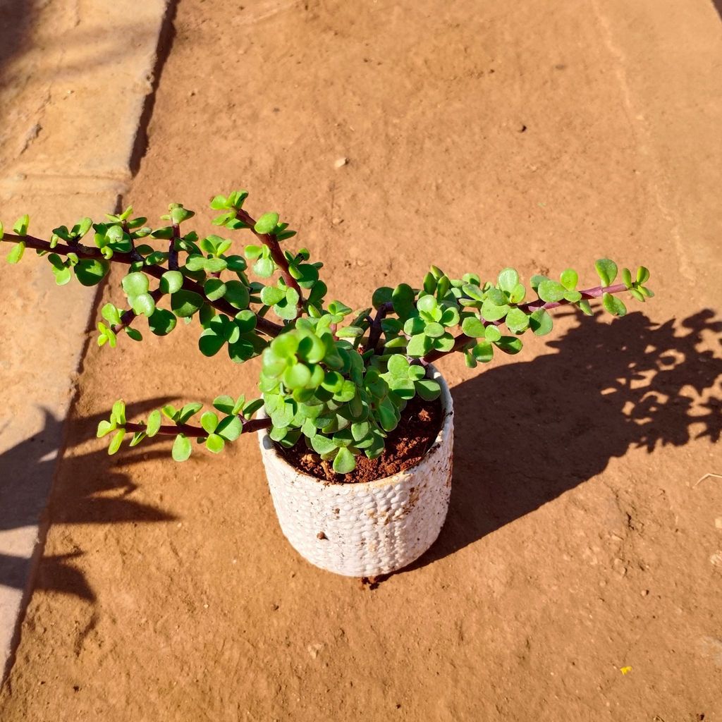 Buy Jade in 4 Inch White Designer Ceramic Pot (any colour) Online | Urvann.com Jade in 4 Inch White Designer Ceramic Pot (any colour)