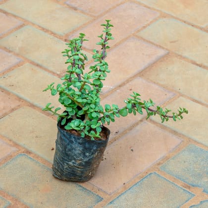 Buy Jade in 4 Inch Nursery Bag Online | Urvann.com