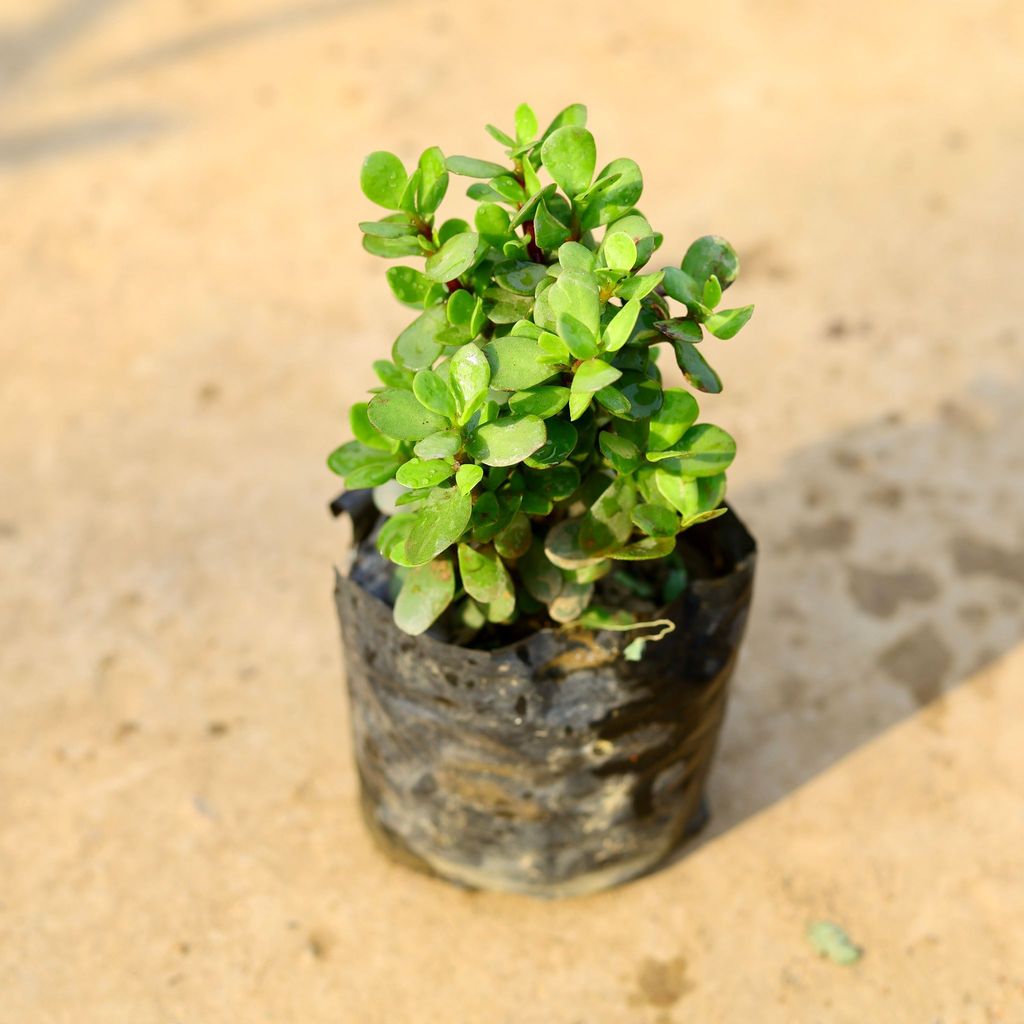 Buy Jade Big Leaf in 4 Inch Nursery Bag Online | Urvann.com Jade Big Leaf in 4 Inch Nursery Bag