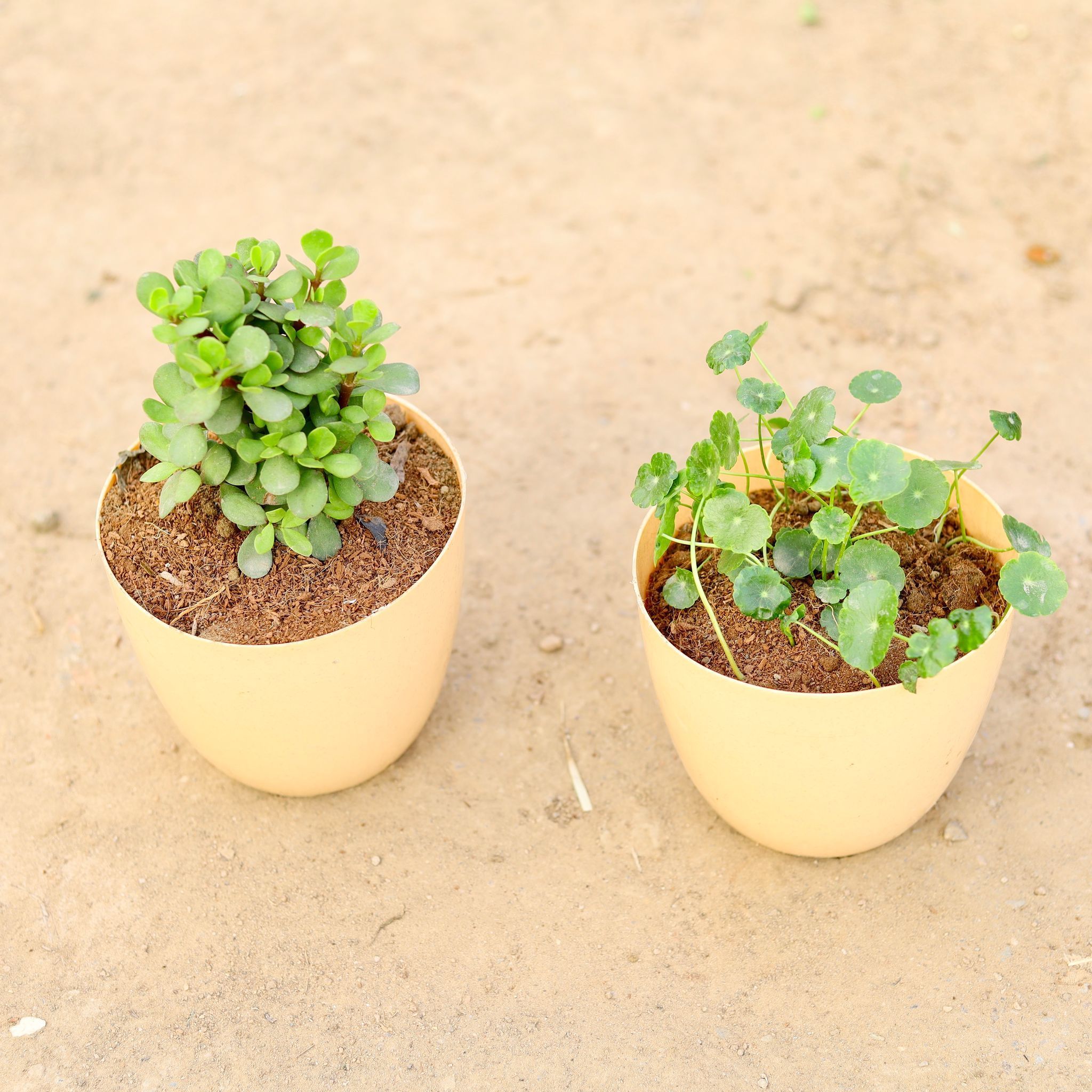 Set of 2 - Jade Big Leaf & Brahmi Dollar / Pennywort in 6 Inch Beige Marble Premium Orchid Round Plastic Pot
