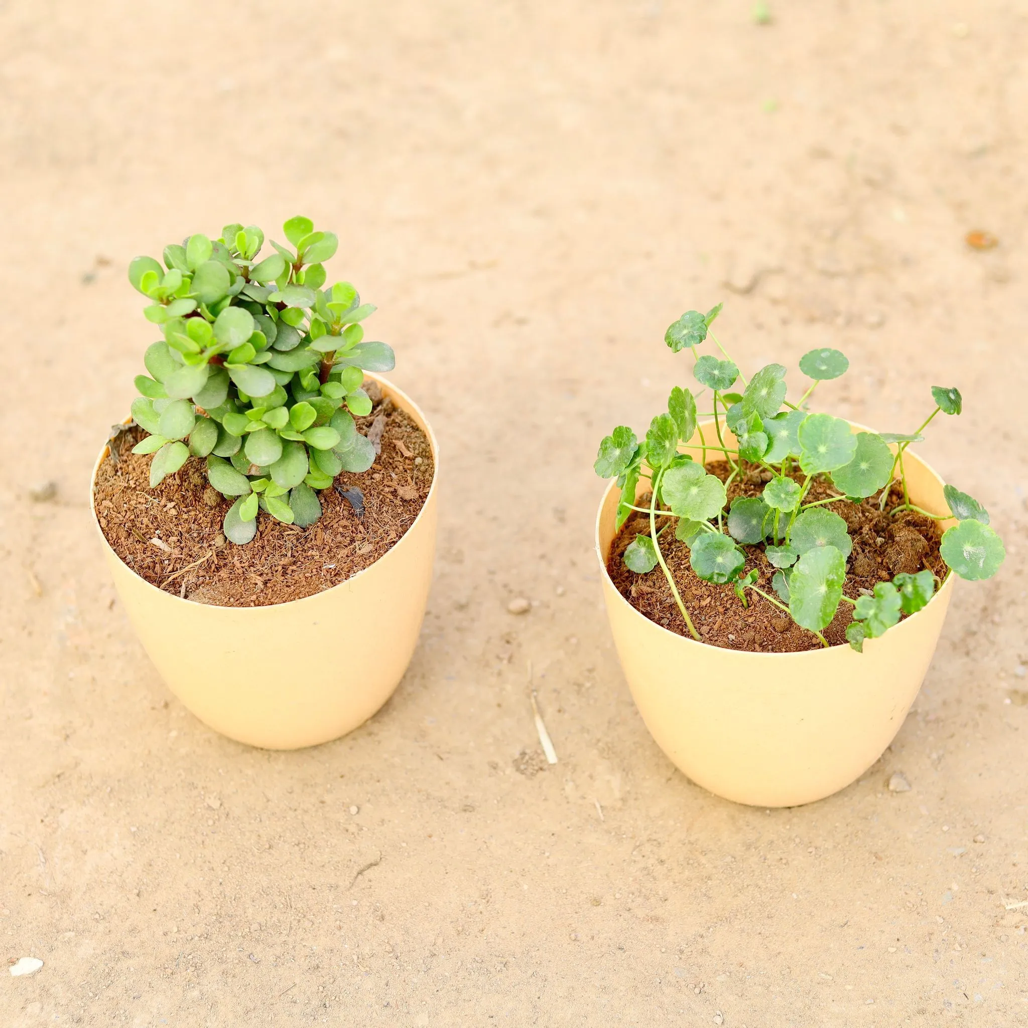 Set of 2 - Jade Big Leaf & Brahmi Dollar / Pennywort in 6 Inch Beige Marble Premium Orchid Round Plastic Pot
