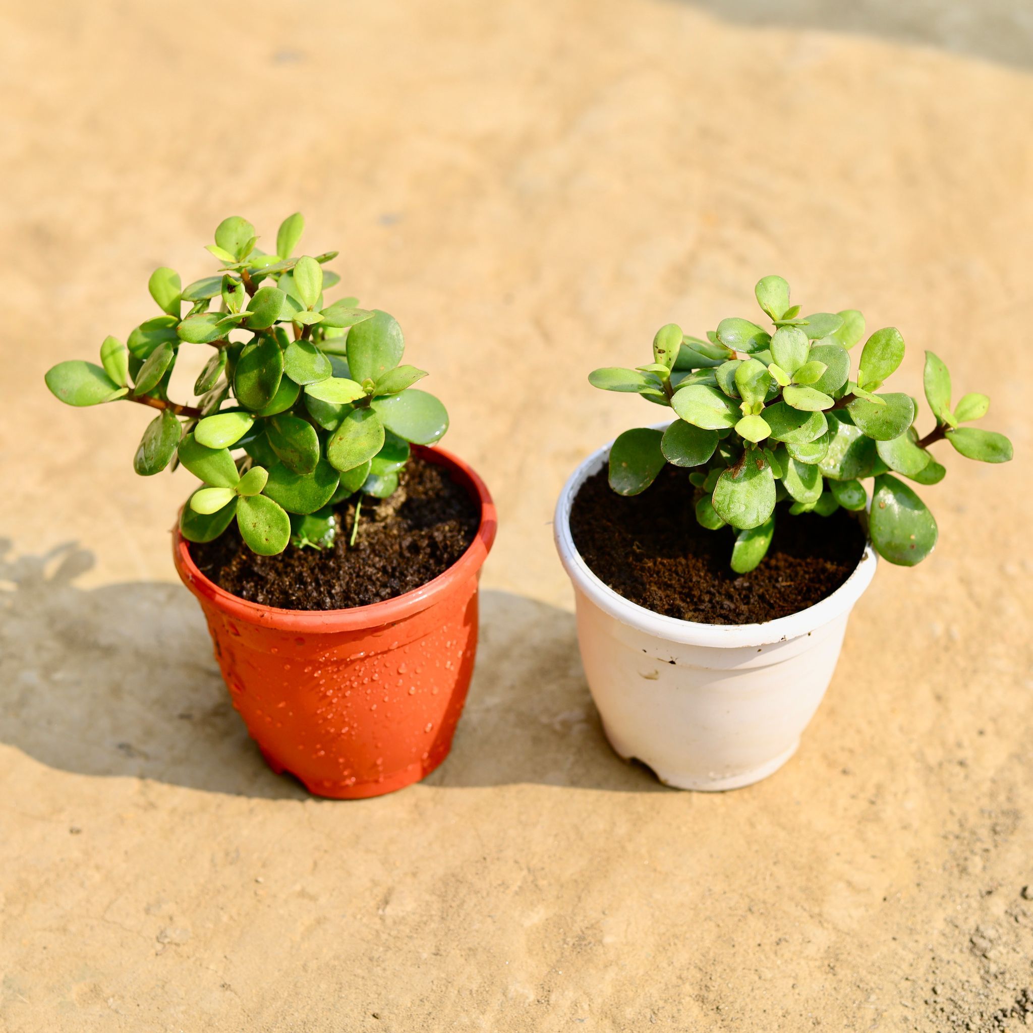 Set of 2 - English Jade in 4 Inch Red & White Nursery Pot