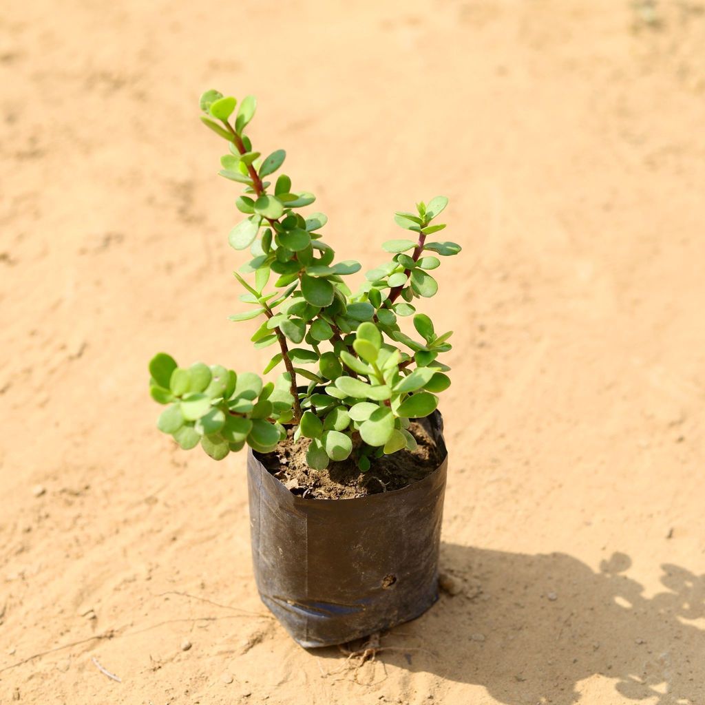 Buy Jade in 4 Inch Nursery Bag Online | Urvann.com Jade in 4 Inch Nursery Bag