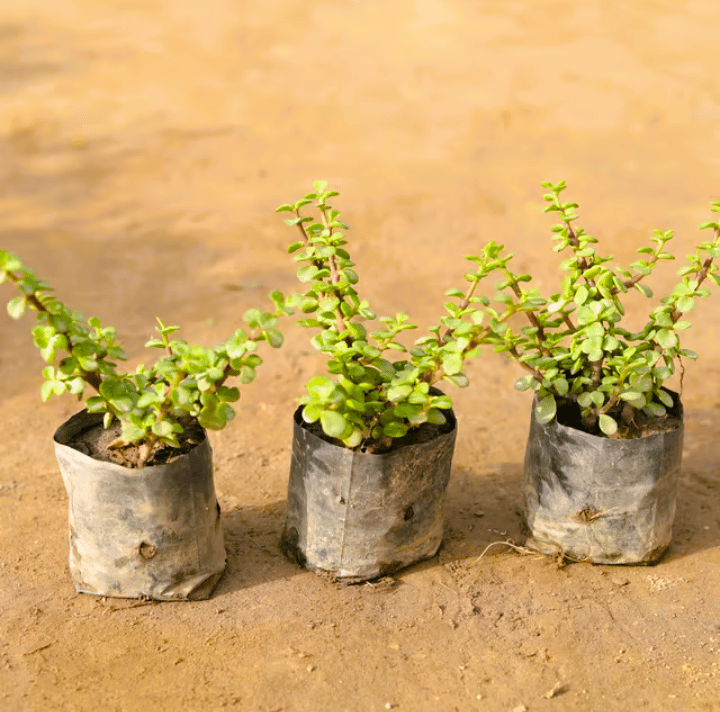 Buy Set of 3 - Jade Plant In 4 Inch Nursery Bag Online | Urvann.com Set of 3 - Jade Plant in 4 Inch Nursery Bag