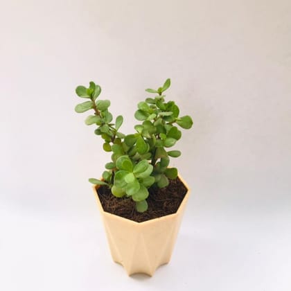 Buy Jade in 4 Inch Beige Marble Premium Diamanti Plastic Pot Online | Urvann.com