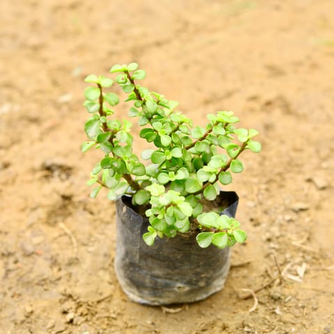 Lucky Jade Plant in 5 Inch Nursery Bag