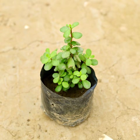 Jade in 4 Inch Nursery Bag