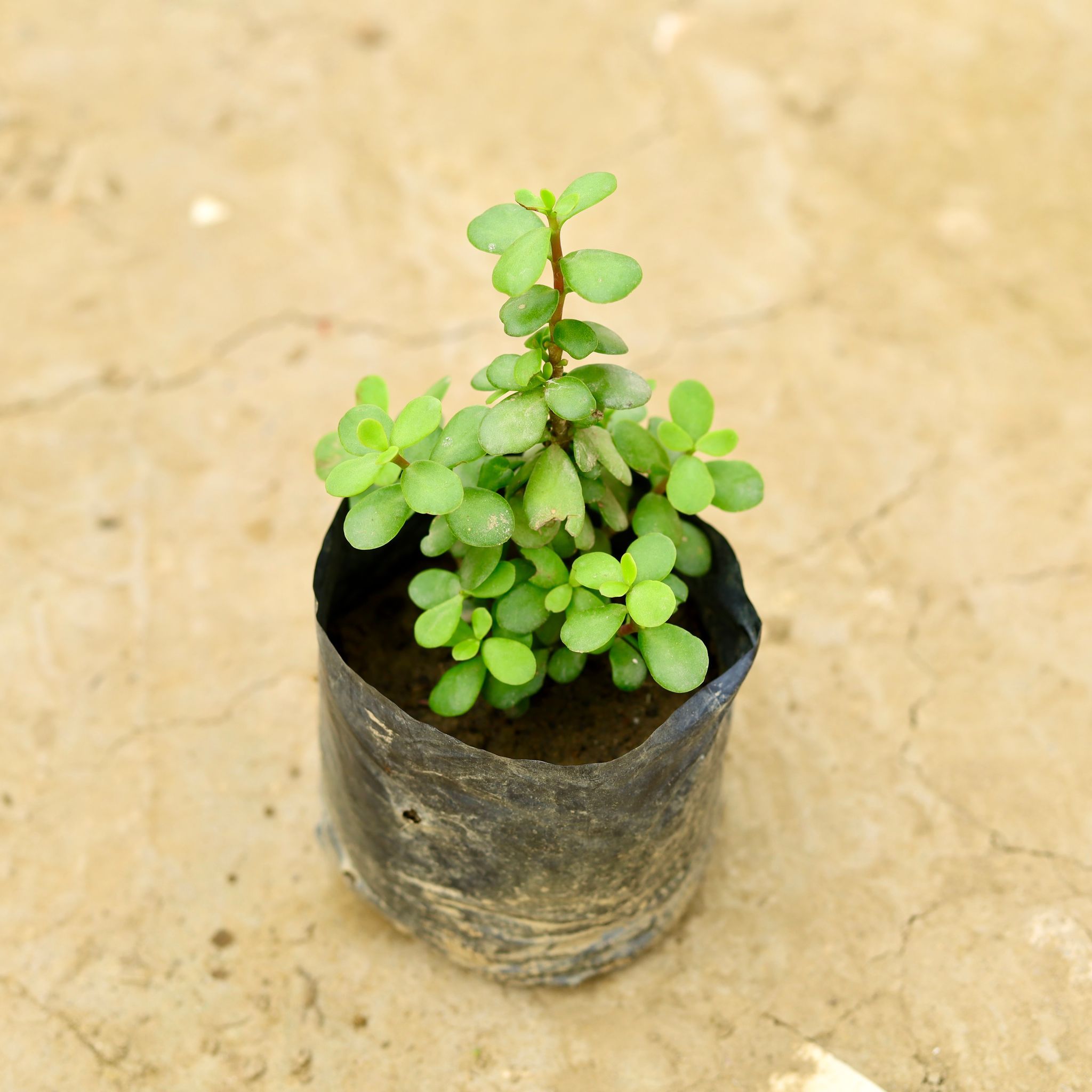 Jade in 4 Inch Nursery Bag