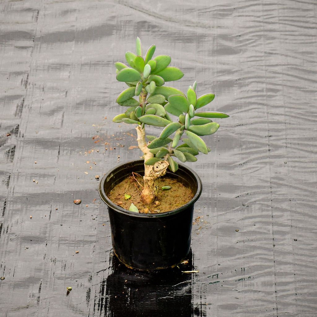 Buy Crassula Jade in 5 Inch Nursery Pot Online | Urvann.com Crassula Jade in 5 Inch Nursery Pot