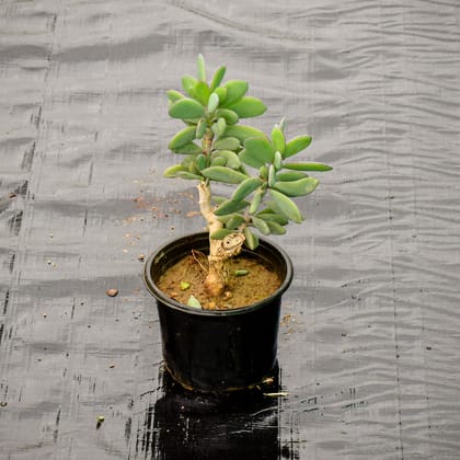 Buy Crassula Jade in 5 Inch Nursery Pot Online | Urvann.com