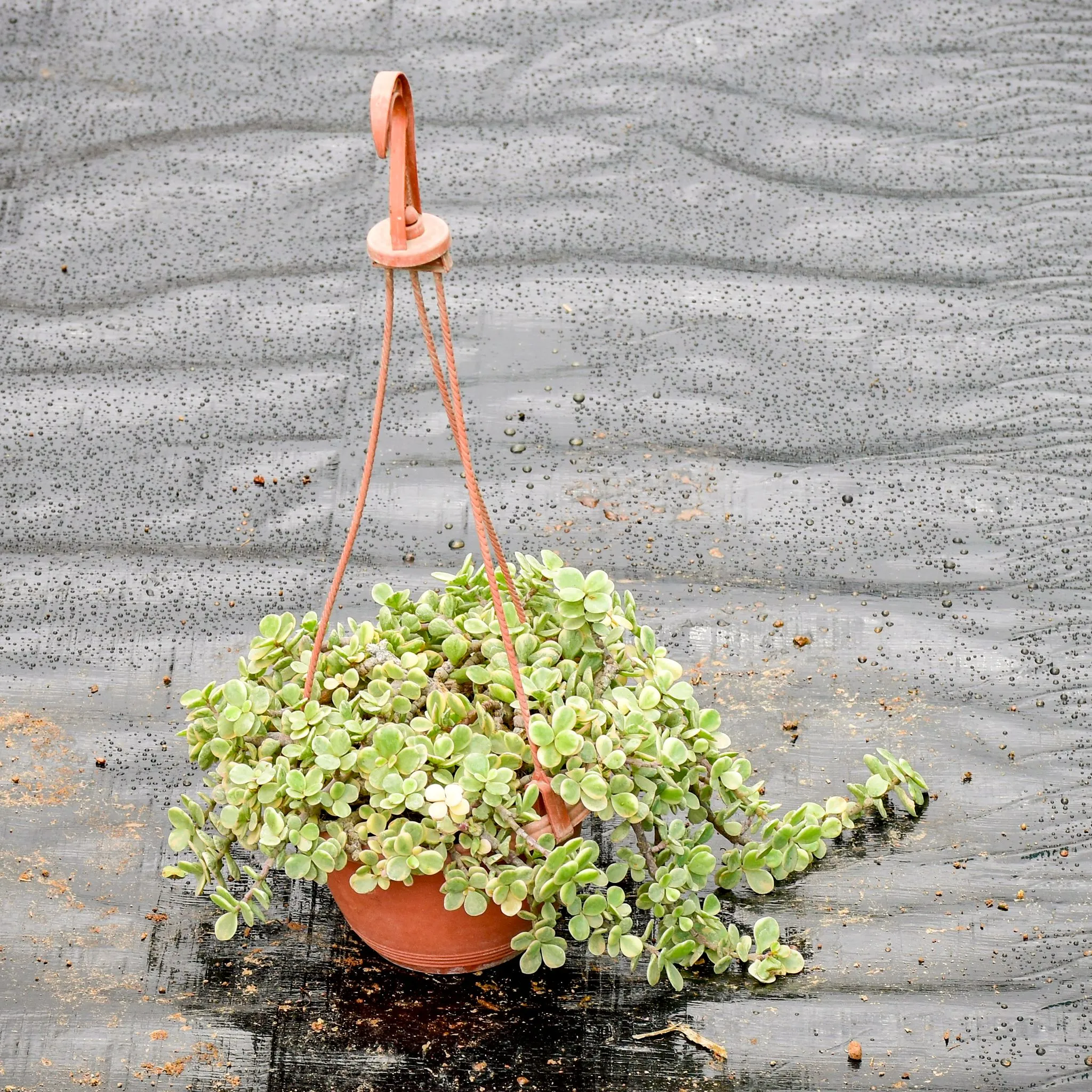 Jade Variegated in 4 Inch Hanging Pot
