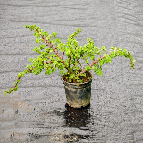 Jade in 6 Inch Nursery Pot
