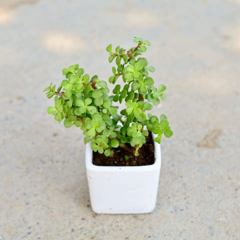 Jade in 3 Inch White Square Ceramic Pot