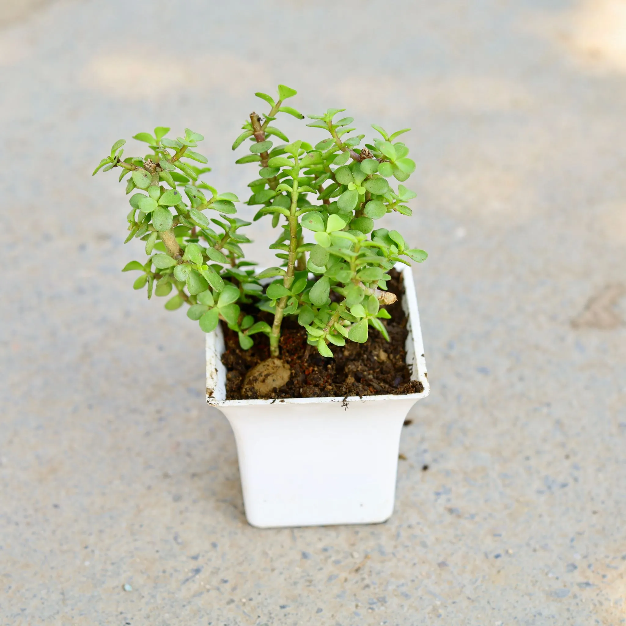Jade in 4 Inch White Square Plastic Pot