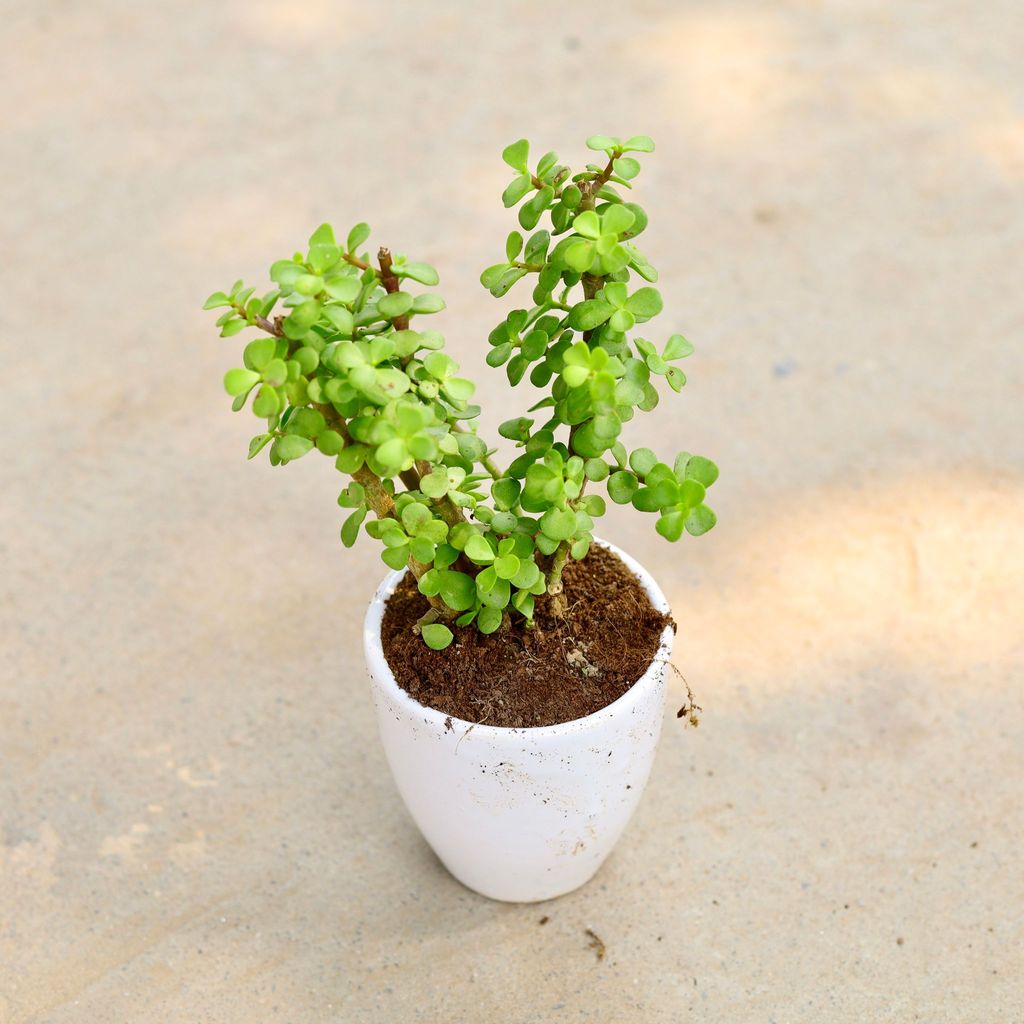 Jade in 4 Inch Classy White Cup Ceramic Pot